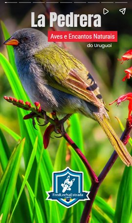 La Pedrera: Aves e Encantos Naturais do Uruguai | FredLee Na Estrada