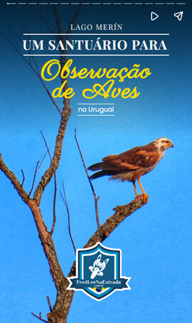 Lago Merín: Um Santuário para Observação de Aves no Uruguai | FredLee Na Estrada