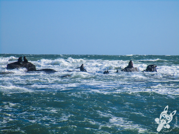 Leões marinhos na Ilha dos Lobos | Marina Barcos | Torres - RS | FredLee Na Estrada