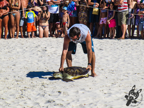 Soltura de tartaruga marinha - Projeto Tamar - Florianópolis - SC | FredLee Na Estrada