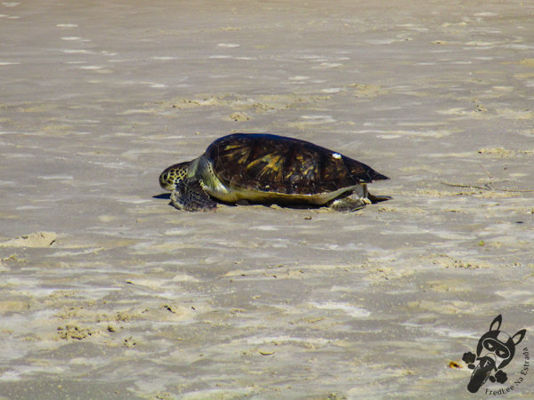 Soltura de tartaruga marinha - Projeto Tamar - Florianópolis - SC | FredLee Na Estrada
