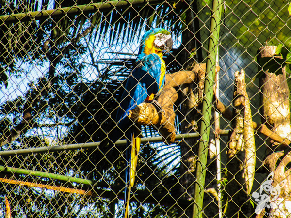 Arara-canindé | Parque Zoobotânico de Brusque - SC | FredLee Na Estrada