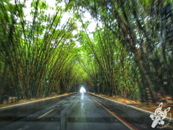 Túnel de bambu | Salvador - Bahia - Brasil | FredLee Na Estrada