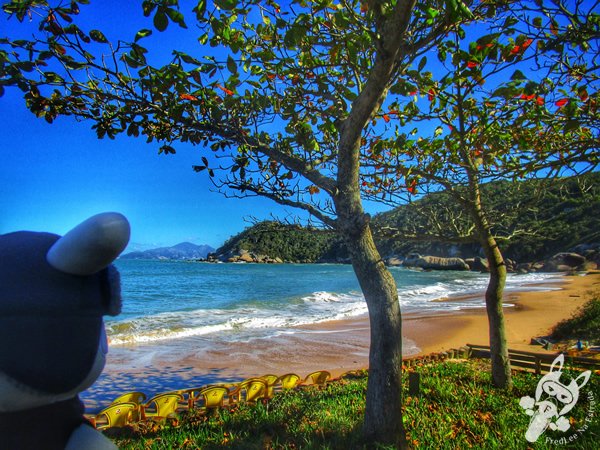 Praia da Tainha | Bombinhas - Santa Catarina - Brasil | FredLee Na Estrada