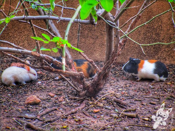 Santuário Ecológico Pedra Caída | Carolina - Maranhão - Brasil | FredLee Na Estrada