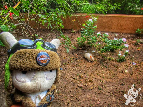 Santuário Ecológico Pedra Caída | Carolina - Maranhão - Brasil | FredLee Na Estrada