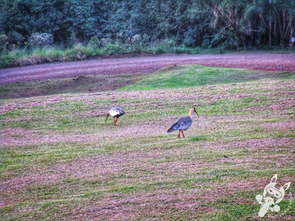 Parque das Quedas | Abelardo Luz - Santa Catarina - Brasil | FredLee Na Estrada