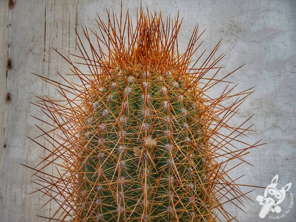 Museo Posta de Hornillos | Maimará - Jujuy - Argentina | FredLee Na Estrada