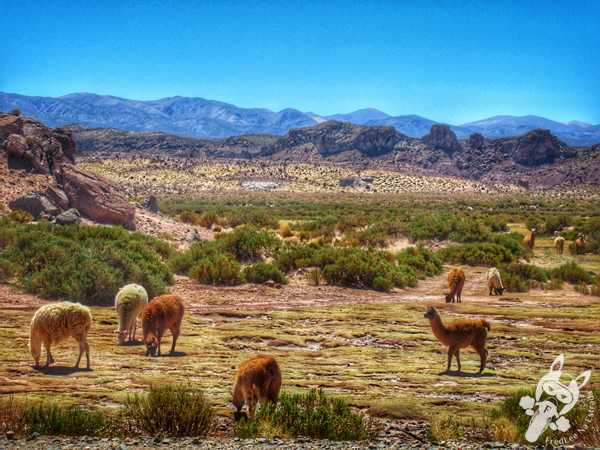 Lhamas no Altiplano Andino | Argentina | FredLee Na Estrada