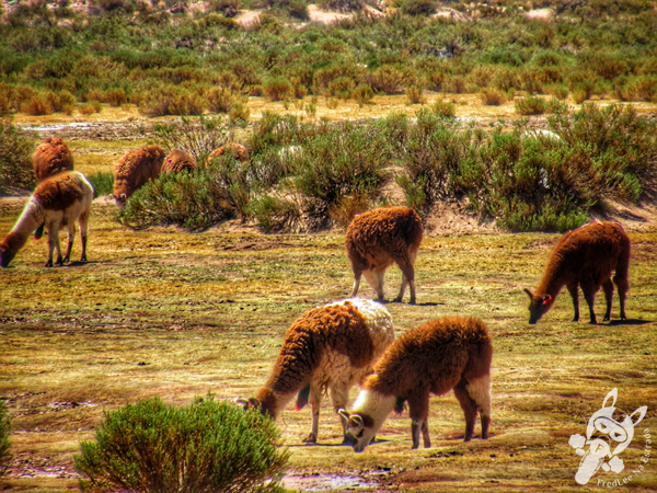 Lhamas no Altiplano Andino | Argentina | FredLee Na Estrada