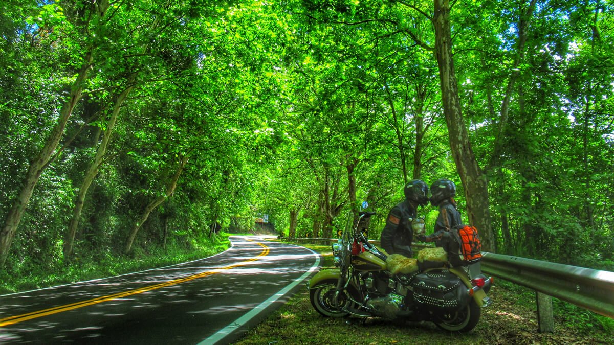 Harley-Davidson estacionada na icônica Rota Romântica, Rio Grande do Sul, rodeada por árvores de plátano.