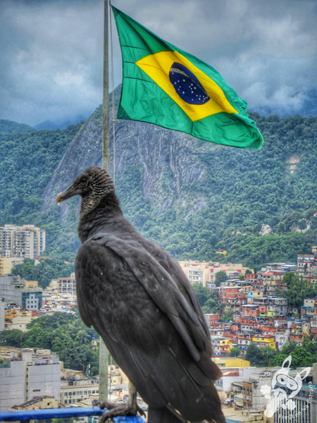 Urubu-de-cabeça-preta | Rio de Janeiro - Rio de Janeiro - Brasil | FredLee Na Estrada