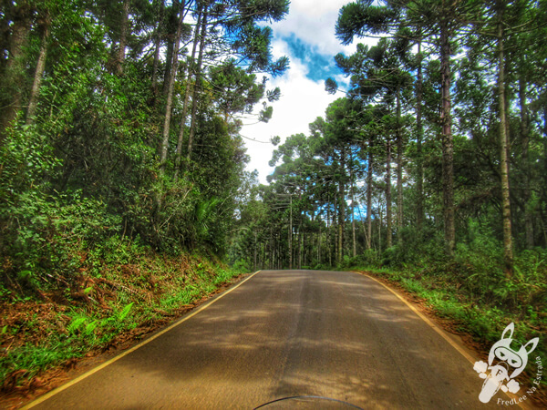 Estrada Guaicará | Guarapuava - Paraná - Brasil | FredLee Na Estrada