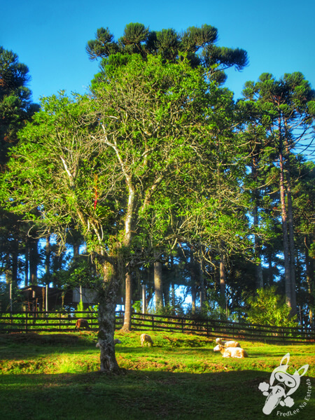 Parque das Araucárias | Arvorezinha - Rio Grande do Sul - Brasil | FredLee Na Estrada