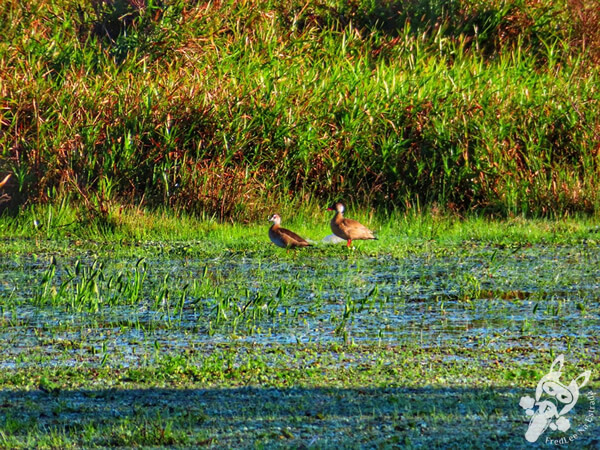 Aves no Bañado del Yacaré - Lago Merín - Río Branco - Cerro Largo - Uruguai | FredLee Na Estrada