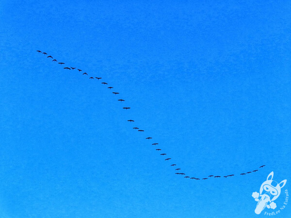 Aves sobrevoando o Bañado del Yacaré - Lago Merín - Río Branco - Cerro Largo - Uruguai | FredLee Na Estrada