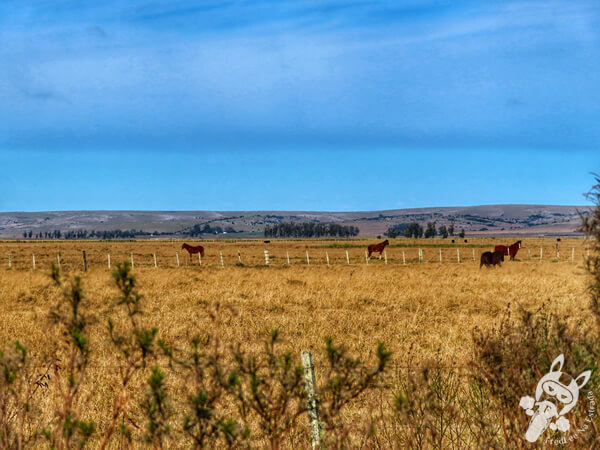 Cavalos ao redor da Ruta 14 | Rocha - Uruguai | FredLee Na Estrada