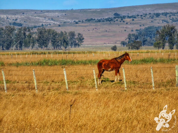 Cavalo ao redor da Ruta 14 | Rocha - Uruguai | FredLee Na Estrada