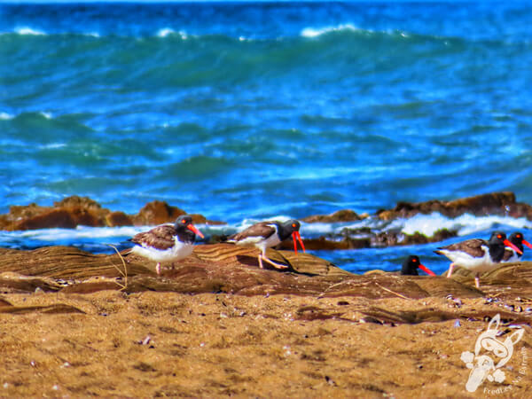 Piru-Pirus na Playa Los Botes | La Paloma - Rocha - Uruguai | FredLee Na Estrada