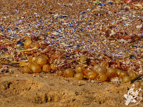 Ovicápsulas de caramujos marinhos na Playa La Balconada | La Paloma - Rocha - Uruguai | FredLee Na Estrada