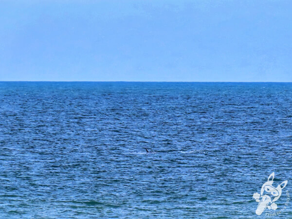 Baleia Franca Austral na Playa Los Botes | La Paloma - Rocha - Uruguai | FredLee Na Estrada
