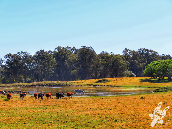 Cavalos e bois livres no campo | La Paloma - Rocha - Uruguai | FredLee Na Estrada