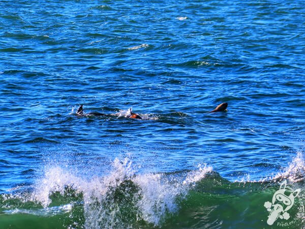 Playa de la Calavera | Parque Nacional Cabo Polonio - Rocha - Uruguai | FredLee Na Estrada