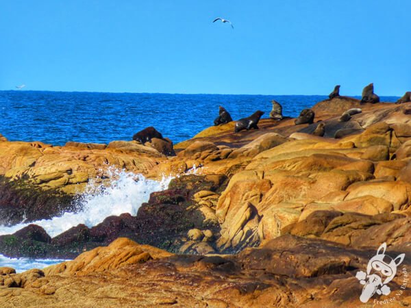 Parque Nacional Cabo Polonio - Rocha - Uruguai | FredLee Na Estrada