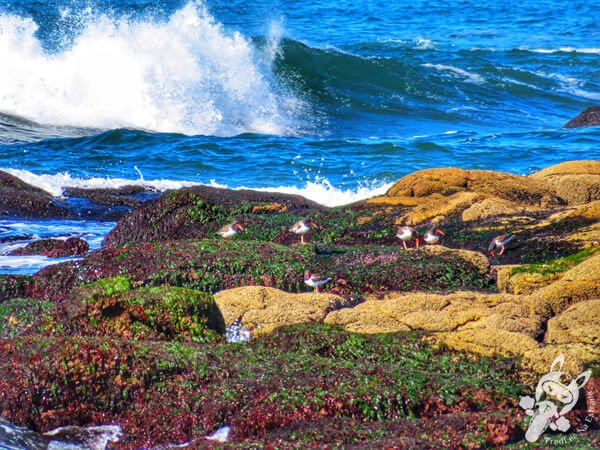 Ave Piru-Piru | Parque Nacional Cabo Polonio - Rocha - Uruguai | FredLee Na Estrada