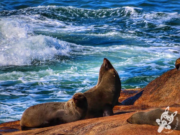 Parque Nacional Cabo Polonio - Rocha - Uruguai | FredLee Na Estrada