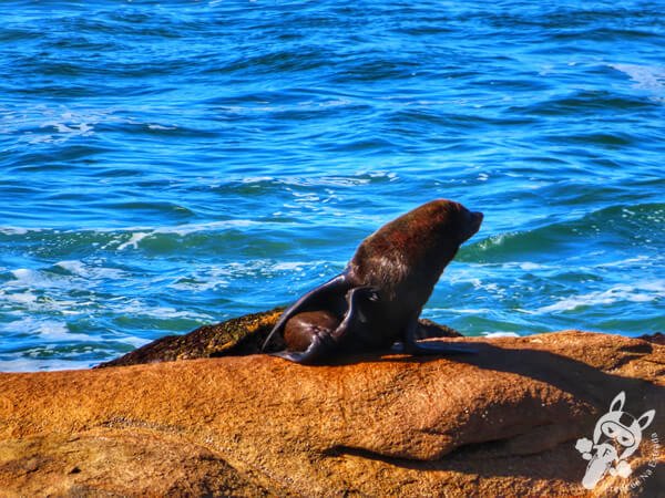 Parque Nacional Cabo Polonio - Rocha - Uruguai | FredLee Na Estrada