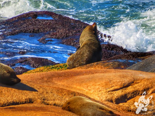 Parque Nacional Cabo Polonio - Rocha - Uruguai | FredLee Na Estrada