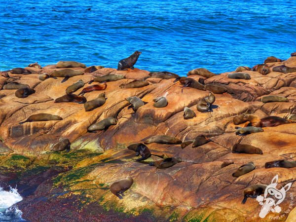 Parque Nacional Cabo Polonio - Rocha - Uruguai | FredLee Na Estrada