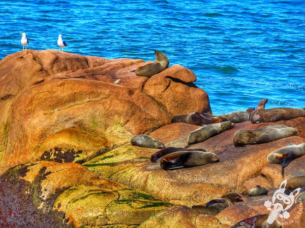 Parque Nacional Cabo Polonio - Rocha - Uruguai | FredLee Na Estrada