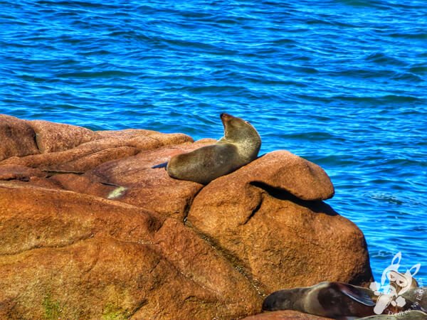 Parque Nacional Cabo Polonio - Rocha - Uruguai | FredLee Na Estrada