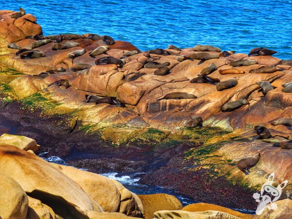 Parque Nacional Cabo Polonio - Rocha - Uruguai | FredLee Na Estrada