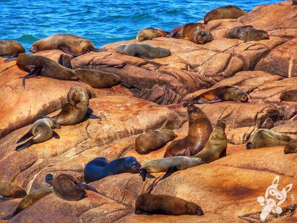 Parque Nacional Cabo Polonio - Rocha - Uruguai | FredLee Na Estrada