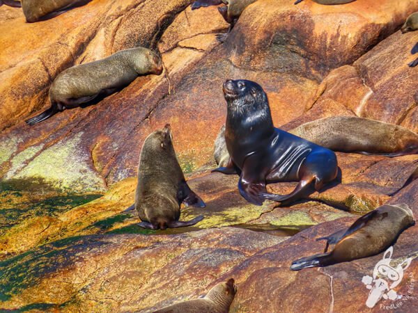 Parque Nacional Cabo Polonio - Rocha - Uruguai | FredLee Na Estrada