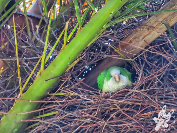 Caturrita no Parque Fuente de Venus | Piriápolis - Maldonado - Uruguai | FredLee Na Estrada