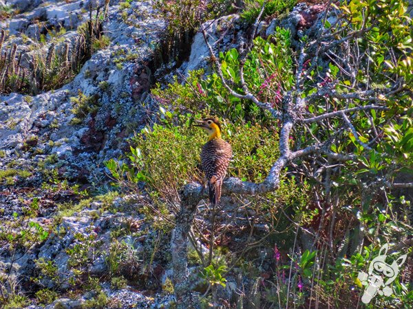 Pica-pau-do-campo no Parque Nacional Cerro Arequita | Minas - Lavalleja - Uruguai | FredLee Na Estrada