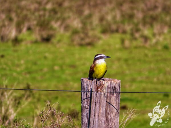 Bem-te-vi no Parque Nacional Cerro Arequita | Minas - Lavalleja - Uruguai | FredLee Na Estrada