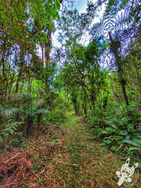 Trilha do Ariete - Parque Estadual do Rio Turvo (PERT) Núcleo Cedro | Barra do Turvo - São Paulo - Brasil | FredLee Na Estrada Trilha do Ariete - Parque Estadual do Rio Turvo (PERT) Núcleo Cedro | Barra do Turvo - São Paulo - Brasil | FredLee Na Estrada