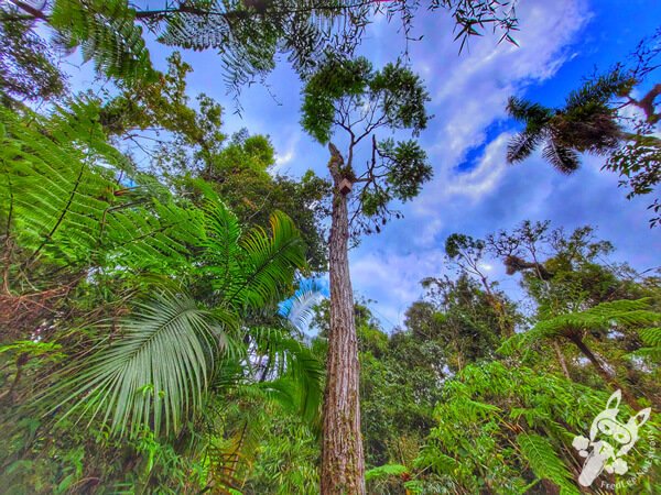 Trilha do Ariete - Parque Estadual do Rio Turvo (PERT) Núcleo Cedro | Barra do Turvo - São Paulo - Brasil | FredLee Na Estrada Trilha do Ariete - Parque Estadual do Rio Turvo (PERT) Núcleo Cedro | Barra do Turvo - São Paulo - Brasil | FredLee Na Estrada