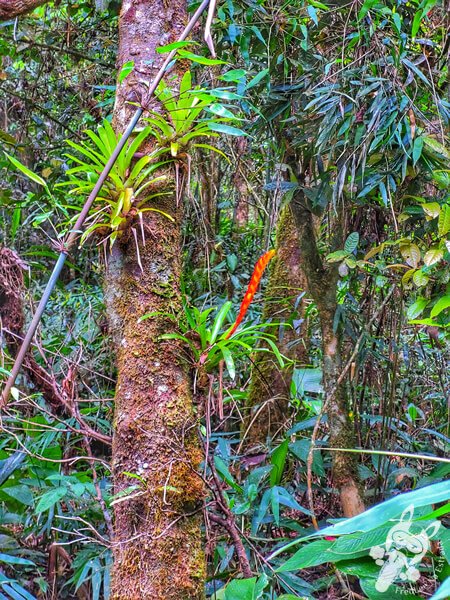 Trilha do Ariete - Parque Estadual do Rio Turvo (PERT) Núcleo Cedro | Barra do Turvo - São Paulo - Brasil | FredLee Na Estrada Trilha do Ariete - Parque Estadual do Rio Turvo (PERT) Núcleo Cedro | Barra do Turvo - São Paulo - Brasil | FredLee Na Estrada