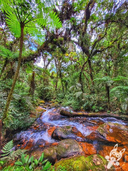 Trilha do Ariete - Parque Estadual do Rio Turvo (PERT) Núcleo Cedro | Barra do Turvo - São Paulo - Brasil | FredLee Na Estrada Trilha do Ariete - Parque Estadual do Rio Turvo (PERT) Núcleo Cedro | Barra do Turvo - São Paulo - Brasil | FredLee Na Estrada