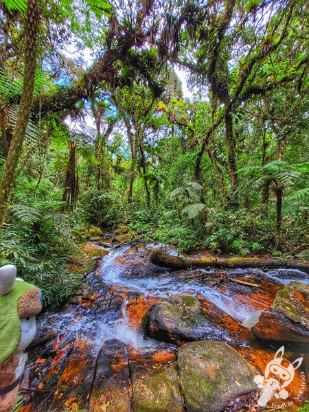 Trilha do Ariete - Parque Estadual do Rio Turvo (PERT) Núcleo Cedro | Barra do Turvo - São Paulo - Brasil | FredLee Na Estrada Trilha do Ariete - Parque Estadual do Rio Turvo (PERT) Núcleo Cedro | Barra do Turvo - São Paulo - Brasil | FredLee Na Estrada