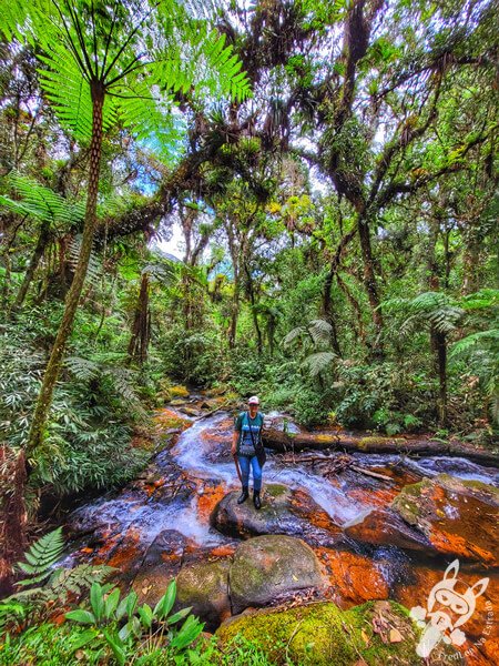 Trilha do Ariete - Parque Estadual do Rio Turvo (PERT) Núcleo Cedro | Barra do Turvo - São Paulo - Brasil | FredLee Na Estrada Trilha do Ariete - Parque Estadual do Rio Turvo (PERT) Núcleo Cedro | Barra do Turvo - São Paulo - Brasil | FredLee Na Estrada
