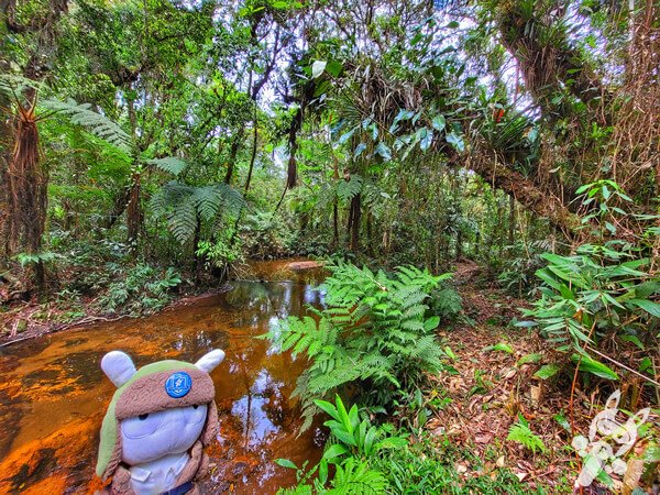 Trilha do Ariete - Parque Estadual do Rio Turvo (PERT) Núcleo Cedro | Barra do Turvo - São Paulo - Brasil | FredLee Na Estrada Trilha do Ariete - Parque Estadual do Rio Turvo (PERT) Núcleo Cedro | Barra do Turvo - São Paulo - Brasil | FredLee Na Estrada