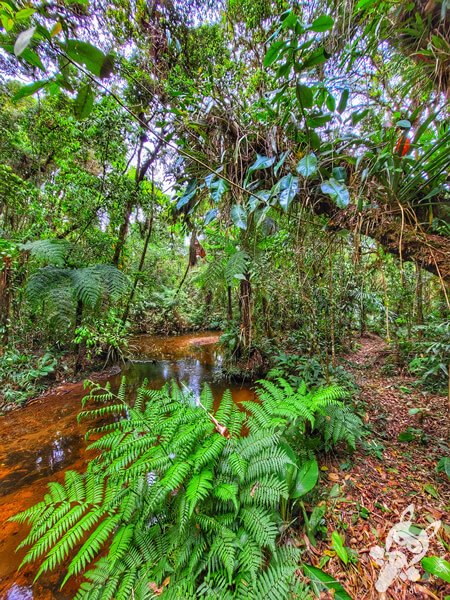 Trilha do Ariete - Parque Estadual do Rio Turvo (PERT) Núcleo Cedro | Barra do Turvo - São Paulo - Brasil | FredLee Na Estrada Trilha do Ariete - Parque Estadual do Rio Turvo (PERT) Núcleo Cedro | Barra do Turvo - São Paulo - Brasil | FredLee Na Estrada