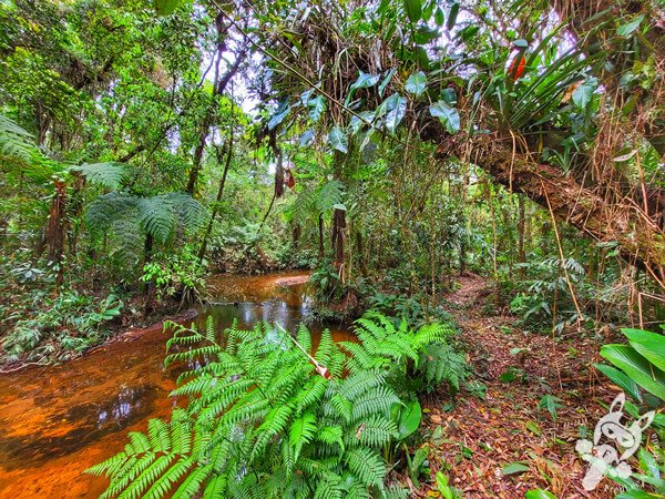 Trilha do Ariete - Parque Estadual do Rio Turvo (PERT) Núcleo Cedro | Barra do Turvo - São Paulo - Brasil | FredLee Na Estrada Trilha do Ariete - Parque Estadual do Rio Turvo (PERT) Núcleo Cedro | Barra do Turvo - São Paulo - Brasil | FredLee Na Estrada